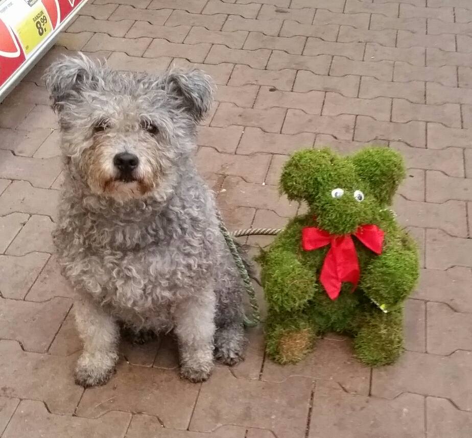 16-11-16 Polly met mosbeertje