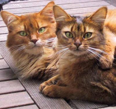 Hun illustere voorouder Rooster samen met zijn dochter Nieckje. De meiden zijn al zo leuk maar dat de genen van dit stel ook in hun zit, is wel de kers op de taart.